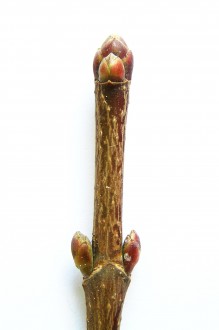 Acer platanoides (Norway maple, Milk maple)